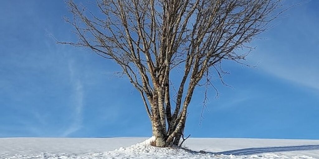 Inverno: Tempo de silêncio e fortalecimento interior